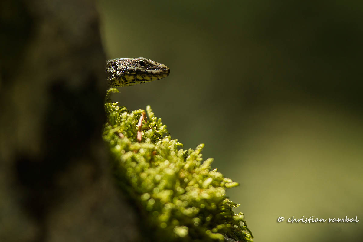 Lézard des murailles